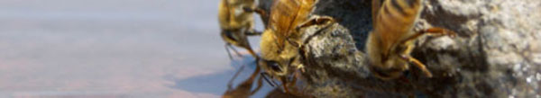 _warrebeekeeping.jpg